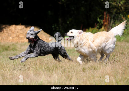 Deux chiens sont heureux de courir, de chasser et de jouer dans un terrain à Chichester, West Sussex, Royaume-Uni. Banque D'Images