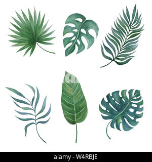 Aquarelle peint à la main des feuilles de palmier situé isolé sur blanc, feuilles tropicales pour votre collection design d'été Banque D'Images