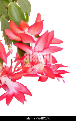 Cactus de Noël (Schlumbergera) dans la région de pot isolé sur fond blanc Banque D'Images