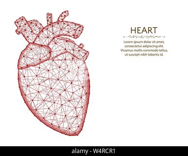 L'aorte et les veines du cœur avec la conception, les poly faible résumé d'organes, l'anatomie des graphiques d'illustration vectorielle wireframe polygonale faites de points et de lignes Illustration de Vecteur