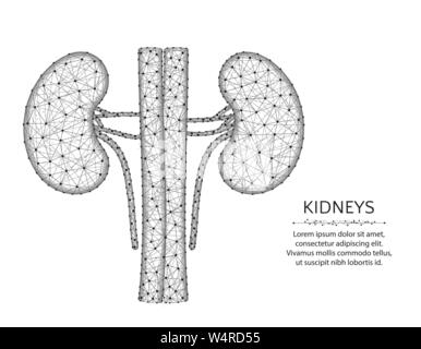 L'artère et les veines rénales avec poly faible la conception, les graphiques, l'anatomie des organes résumé vecteur polygonale wireframe illustration réalisée à partir de points et li Illustration de Vecteur