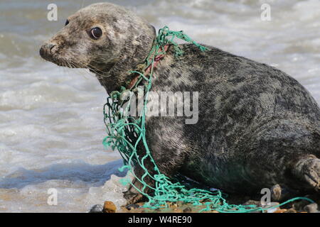 Joint gris blessé par un filet de pêche en plastique intégrés dans son cou Banque D'Images