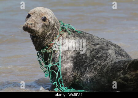 Joint gris blessé par un filet de pêche en plastique intégrés dans son cou Banque D'Images