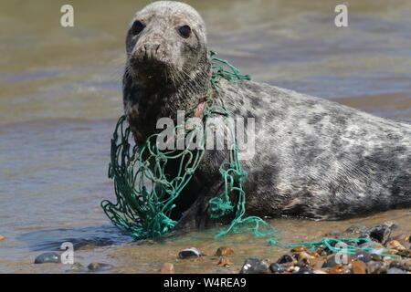 Joint gris blessé par un filet de pêche en plastique intégrés dans son cou Banque D'Images