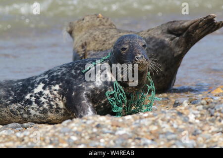 Joint gris blessé par un filet de pêche en plastique intégrés dans son cou Banque D'Images