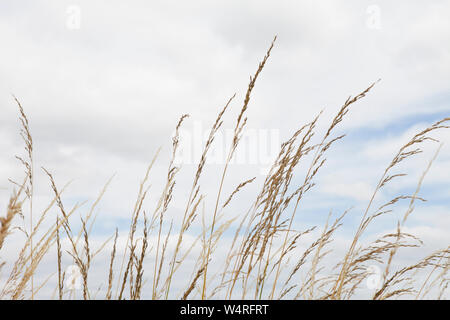 Herbe sauvage dans le vent contre un ciel gris bleu Banque D'Images