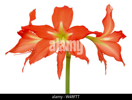 Fleurs de l'Amaryllis isolé sur fond blanc Banque D'Images