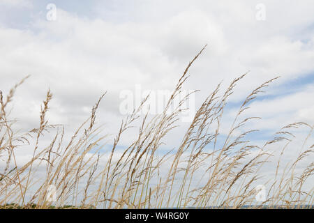 Herbe sauvage dans le vent contre un ciel gris bleu Banque D'Images