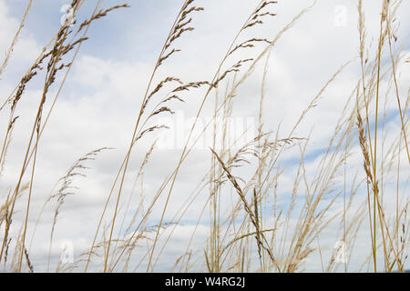 Herbe sauvage dans le vent contre un ciel gris bleu Banque D'Images