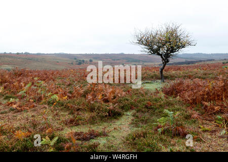 Godshill Ridge, New Forest, Hampshire, England, UK Banque D'Images