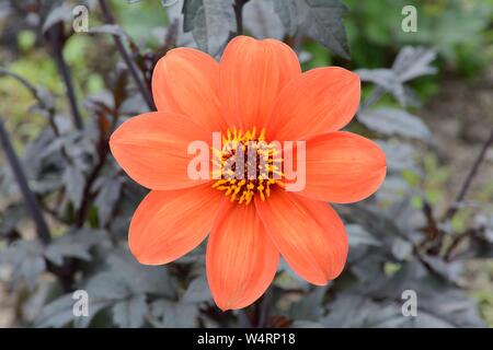 L'évêque d'Oxford Dahlia fleur rouge-orange foncé sur tiges dressées Banque D'Images