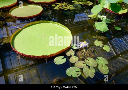 Princess of Wales conservatory les jardins de Kew Royal Botanic Gardens London England UK Banque D'Images