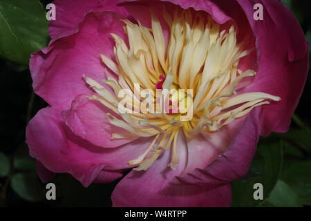 Chef d'une fleur ouverte Paeonia Lactiflora Bol de beauté Banque D'Images