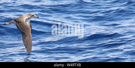 Flying Puffin cendré (Calonectris diomedea) près de l'île des Açores Flores with copy space Banque D'Images