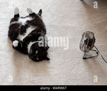 Axminster, l'est du Devon, Royaume-Uni. 25 juillet 2019. Météo France : Maddie le chat se refroidit à côté du ventilateur électrique à son domicile près de Axminster sur ce que devrait être la journée la plus chaude au Royaume-Uni jamais. Animaux domestiques peuvent lutter avec la chaleur intense et se déshydrater rapidement. Les propriétaires sont informés de leur donner beaucoup d'eau fraîche et propre et fournir au frais et ombragé pour se protéger du soleil. Celia McMahon/Alamy Live News. Banque D'Images