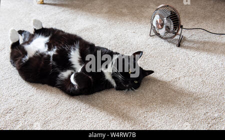 Axminster, l'est du Devon, Royaume-Uni. 25 juillet 2019. Météo France : Maddie le chat se refroidit à côté du ventilateur électrique à son domicile près de Axminster sur ce que devrait être la journée la plus chaude au Royaume-Uni jamais. Animaux domestiques peuvent lutter avec la chaleur intense et se déshydrater rapidement. Les propriétaires sont informés de leur donner beaucoup d'eau fraîche et propre et fournir au frais et ombragé pour se protéger du soleil. Celia McMahon/Alamy Live News. Banque D'Images