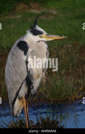 Héron cendré (Ardea cinerea) avec un bec cassé, se reposant dans l'inondation des marais Vert Prairie de soufflage, Topsham, Exeter, Devon, UK Banque D'Images