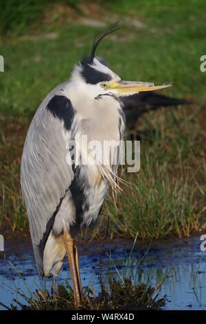 Héron cendré (Ardea cinerea) avec un bec cassé, se reposant dans l'inondation des marais Vert Prairie de soufflage, Topsham, Exeter, Devon, UK Banque D'Images