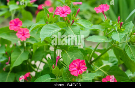 Magnifiques fleurs roses Mirabilis jalapa poussent dans le jardin sur une journée ensoleillée. Papier peint naturel. Magnifique cadre pour la conception. Soft focus sélectif Banque D'Images