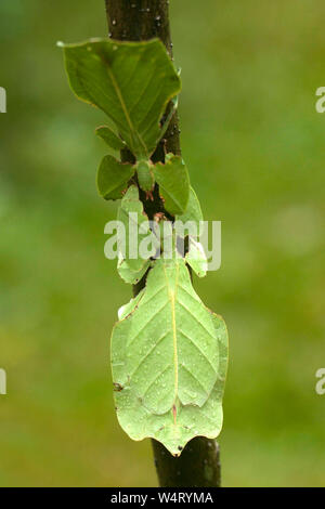 Deux mantis de feuilles sur une branche, l'Indonésie Banque D'Images