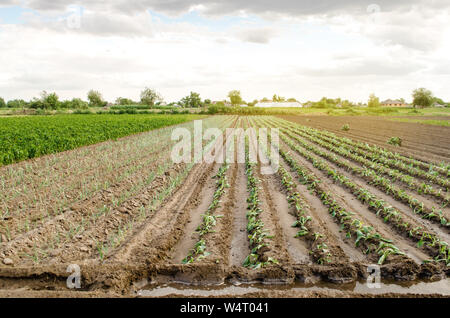 Les jeunes plantations de chou sur une ferme sur une journée ensoleillée. Accroître les légumes organiques. Produits respectueux de l'environnement. L'agriculture et l'élevage. Cultivat Plantations Banque D'Images