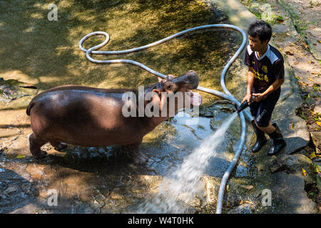 Pattaya, Thaïlande - 14 mai 2019 : l'Hippopotame dans le Zoo. Hippo laver avec un flexible. Banque D'Images