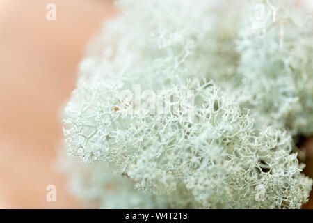 Close up of moss lichen des rennes Banque D'Images