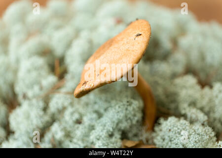 Champignons Suillus bovinus en mousse lichen des rennes Banque D'Images