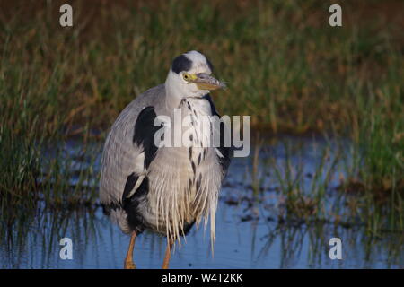 Héron cendré (Ardea cinerea) avec un bec cassé, la pêche dans l'inondation des marais Vert Prairie de soufflage, Topsham, Exeter, Devon, UK Banque D'Images