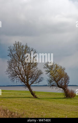 De plus en plus les arbres inclinés par la rivière Ems, Frise orientale, Basse-Saxe, Allemagne Banque D'Images