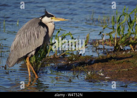 Héron cendré (Ardea cinerea) avec un bec cassé, se reposant dans l'inondation des marais Vert Prairie de soufflage, Topsham, Exeter, Devon, UK Banque D'Images