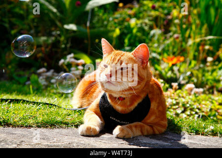 Leeds, UK. Le 25 juillet, 2019. Météo France : Cooper le chat se détendre dans son jardin à jouer avec des bulles dans le soleil, Cooper est un chat d'intérieur mais aime à explorer son jardin tout en étant en laisse. Crédit : Andrew Gardner/Alamy Live News Banque D'Images