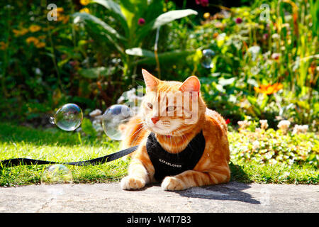 Leeds, UK. Le 25 juillet, 2019. Météo France : Cooper le chat se détendre dans son jardin à jouer avec des bulles dans le soleil, Cooper est un chat d'intérieur mais aime à explorer son jardin tout en étant en laisse. Crédit : Andrew Gardner/Alamy Live News Banque D'Images