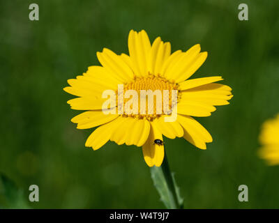 Une seule fleur jaune clair du maïs marigold Glebionis segetum Banque D'Images