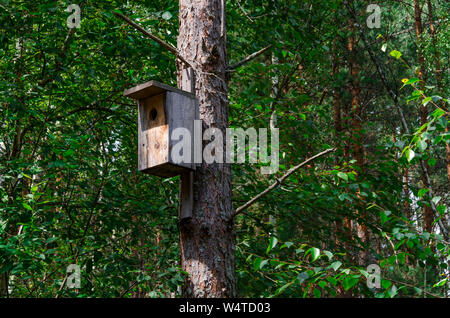 Une maison d'oiseau en bois sur un vieux high pine tree. Close-up Banque D'Images