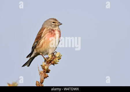 / Linnet Bluthänfling commun ( Carduelis cannabina ), homme oiseau en robe de reproduction, perché au sommet d'Argousier, de la faune, de l'Europe. Banque D'Images