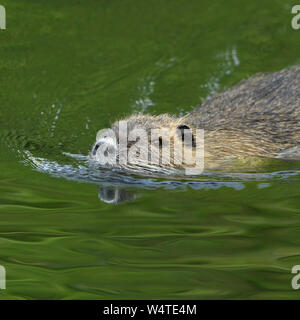 / Ragondin Rat River / le ragondin (Myocastor coypus ) nage dans la hâte par l'eau de couleur vert, les espèces envahissantes, de la faune, de l'Europe Banque D'Images