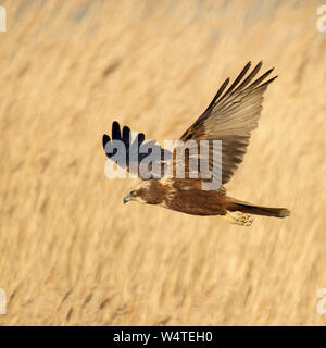 Western Marsh Harrier Rohrweihe / ( Circus aeruginosus ) en vol, à la recherche de proies, survolant golden reed, Pays-Bas, l'Europe. Banque D'Images