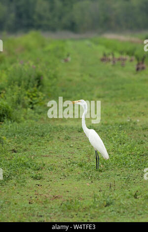 Une grande aigrette s'arrête sur une digue verte alors que plusieurs oies courir loin. Banque D'Images