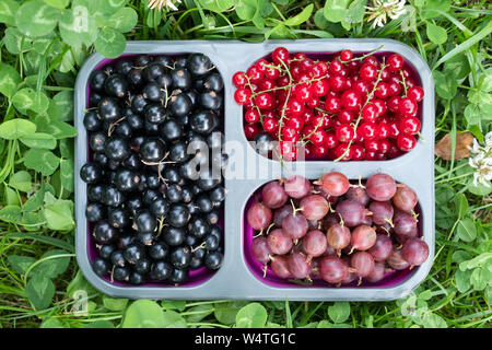 Bol avec une variété de petits fruits sur la vieille table en bois. Sur fond de feuillage d'été. Banque D'Images