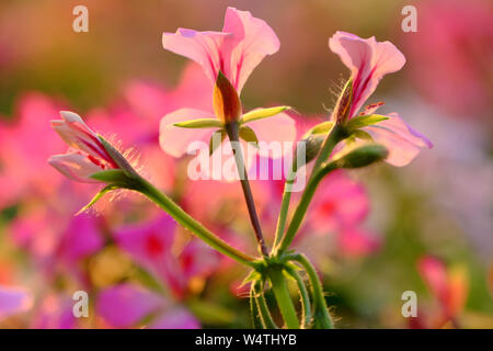 Merveilleuse nature fond de fleur fleur de géranium de couleur vibrante dans le jardin des plantes ornementales, belle couleur par effet de contre-jour au coucher du soleil Banque D'Images