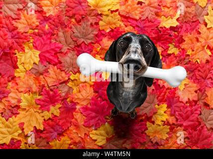 Teckel saucisse faim chien avec un gros blanc os en attente de propriétaire d'aller pour une promenade en automne avec les feuilles d'automne Banque D'Images