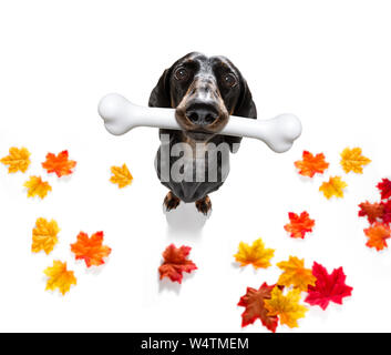 Teckel saucisse faim chien avec un gros blanc os en attente de propriétaire d'aller pour une promenade en automne avec les feuilles d'automne Banque D'Images