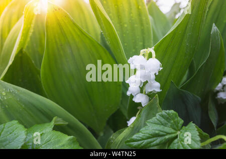 Le muguet macro photo avec mise au point sélective et retour du soleil Banque D'Images