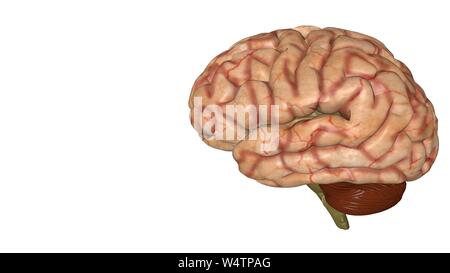 Cerveau humain isolé sur un fond de couleur. Modèle 3D anatomique du cerveau humain pour les étudiants en médecine. Modèle de rendu 3D Banque D'Images