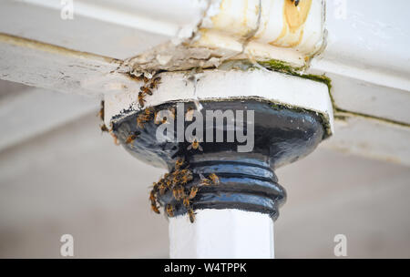 Brighton UK 25 Juillet 2019 - Un petit essaim d'abeilles a décidé de faire une maison sur Palace Pier de Brighton et la zone est bouclée sur un autre jour ensoleillé chaud au Royaume-Uni que les météorologues sont la prévision des températures record pour les pièces du sud-est . Crédit photo : Simon Dack / Alamy Live News Banque D'Images