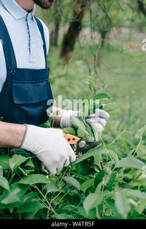 Vue partielle de jardinier dans des combinaisons et des gants avec bush de fraisage en jardin pruner Banque D'Images