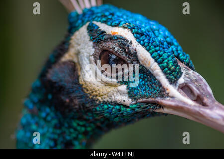 Peacock close-up Vue de profil d'une tête de l'homme Banque D'Images