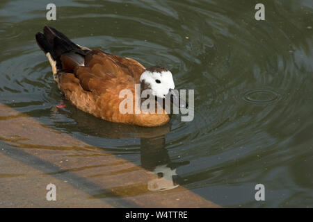 White-faced whistling duck (Dendrocygna viduata) sur le lac, dans le centre des terres humides d'Arundel, Juillet Banque D'Images