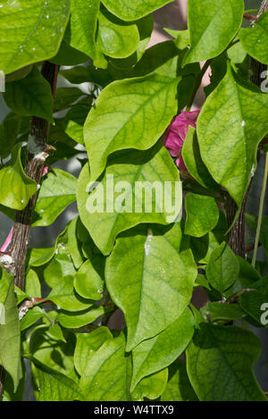 Les symptômes d'une carence en fer sur un conservatoire de plantes cultivées de bougainvillées, légère une chlorose internervaire sur une plante en fleurs Banque D'Images